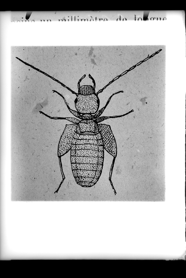 Illustrazione entomologica
ist_0583
