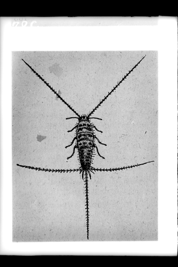 Illustrazione entomologica
ist_0584
