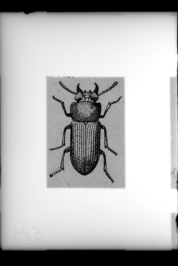 Illustrazione entomologica
ist_0585
