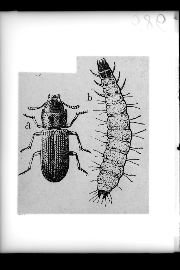 Illustrazione entomologica
ist_0586
