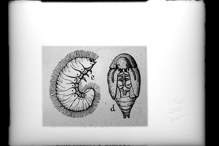 Illustrazione entomologica
ist_0587
