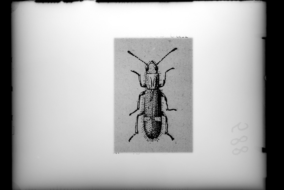 Illustrazione entomologica
ist_0588
