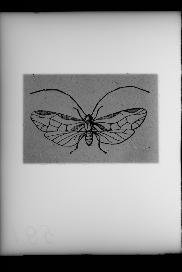 Illustrazione entomologica
ist_0591
