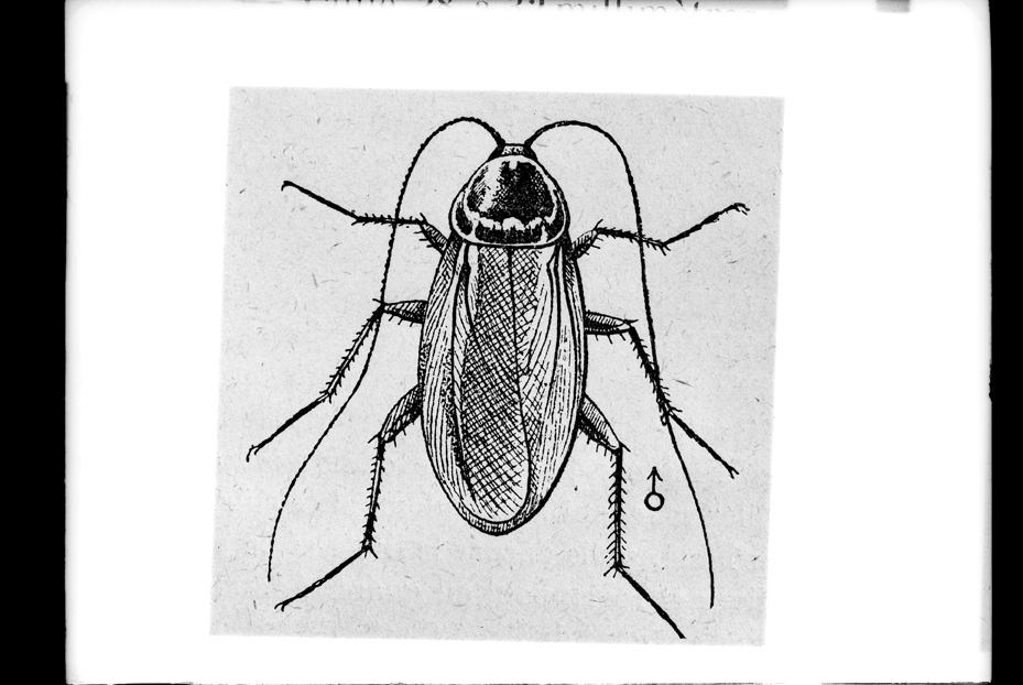 Illustrazione entomologica
ist_0593
