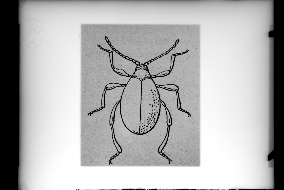 Illustrazione entomologica
ist_0594
