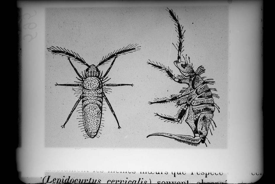 Illustrazione entomologica
ist_0595
