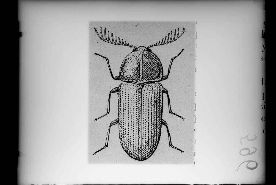 Illustrazione entomologica
ist_0596
