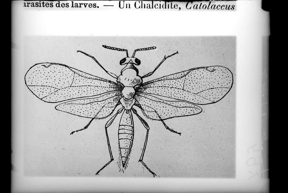 Illustrazione entomologica
ist_0597
