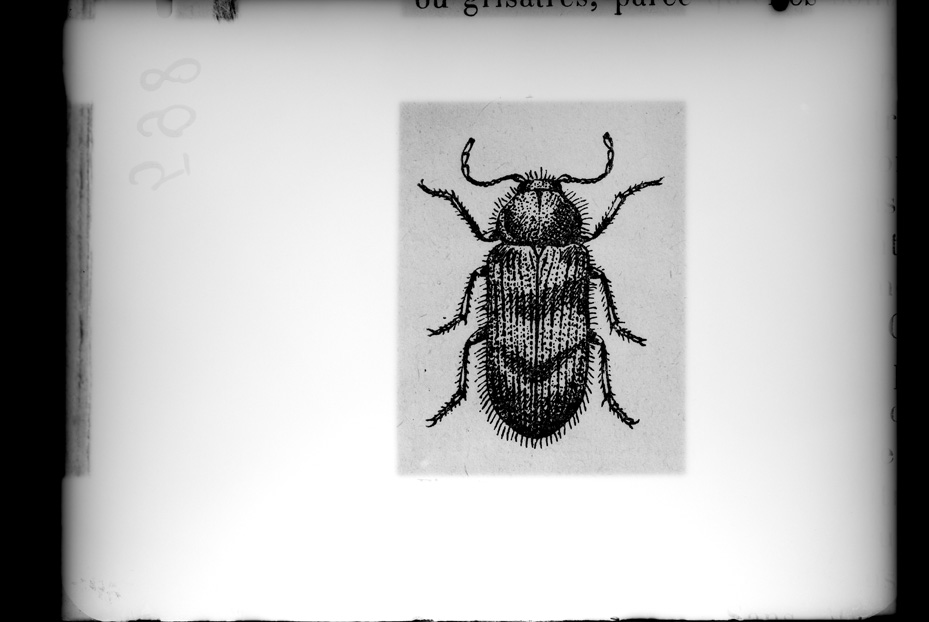 Illustrazione entomologica
ist_0598
