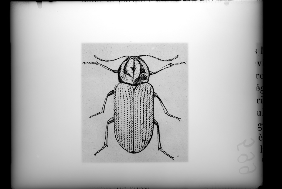 Illustrazione entomologica
ist_0599
