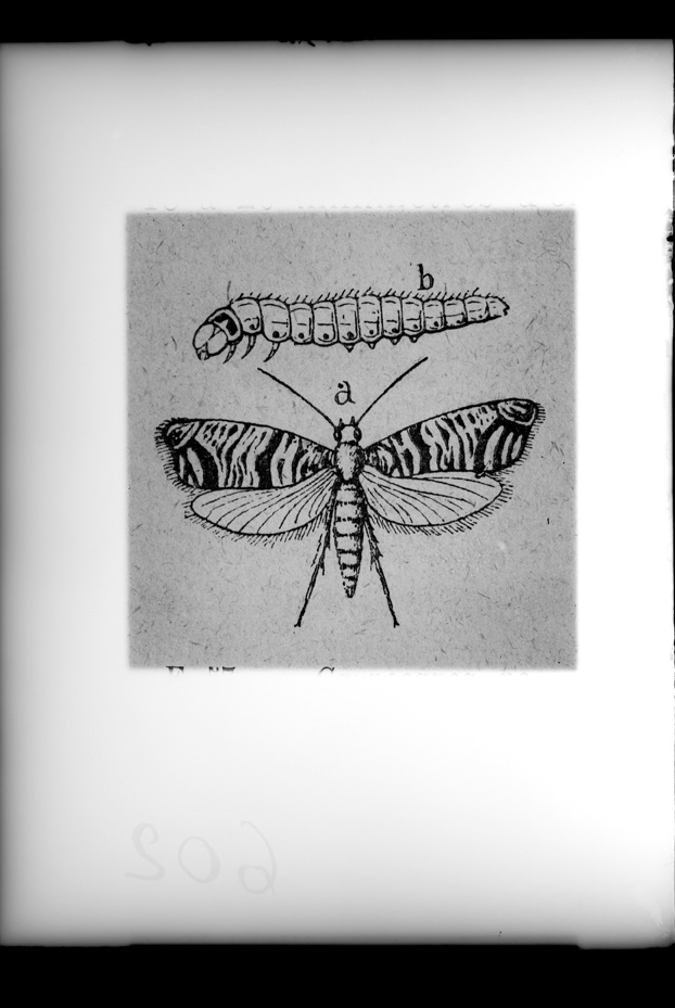 Illustrazione entomologica
ist_0602
