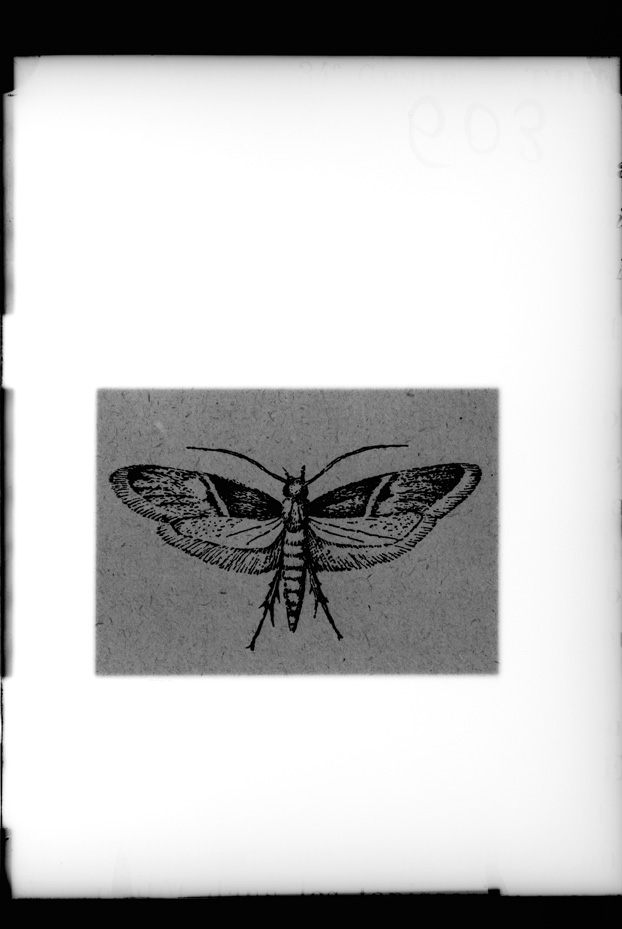 Illustrazione entomologica
ist_0603
