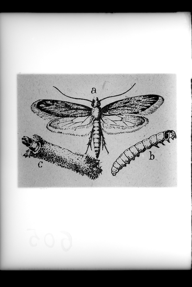 Illustrazione entomologica
ist_0605
