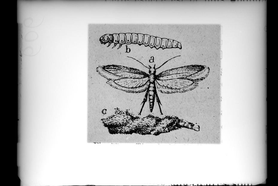 Illustrazione entomologica
ist_0606
