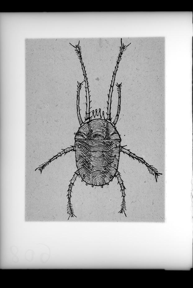 Illustrazione entomologica
ist_0608
