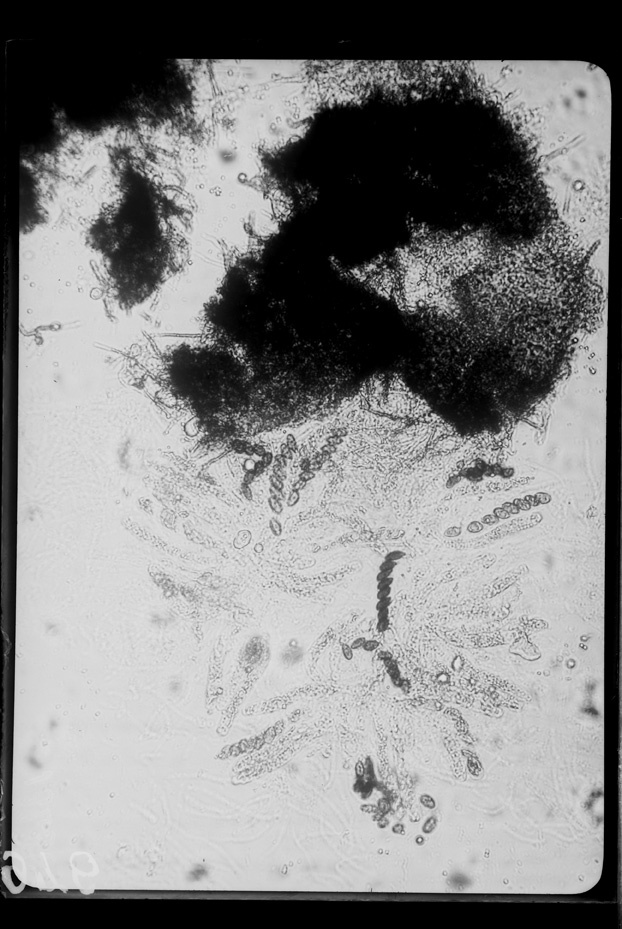 Roma, ICPAL, Laboratorio di microbiologia. Ricerca scientifica
ist_0946
Keywords: Ricerca e diagnostica