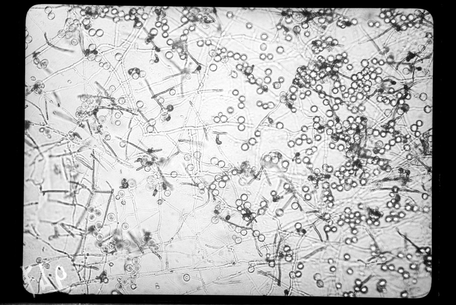 Roma, ICPAL, Laboratorio di microbiologia. Ricerca scientifica
ist_0947
Keywords: Ricerca e diagnostica