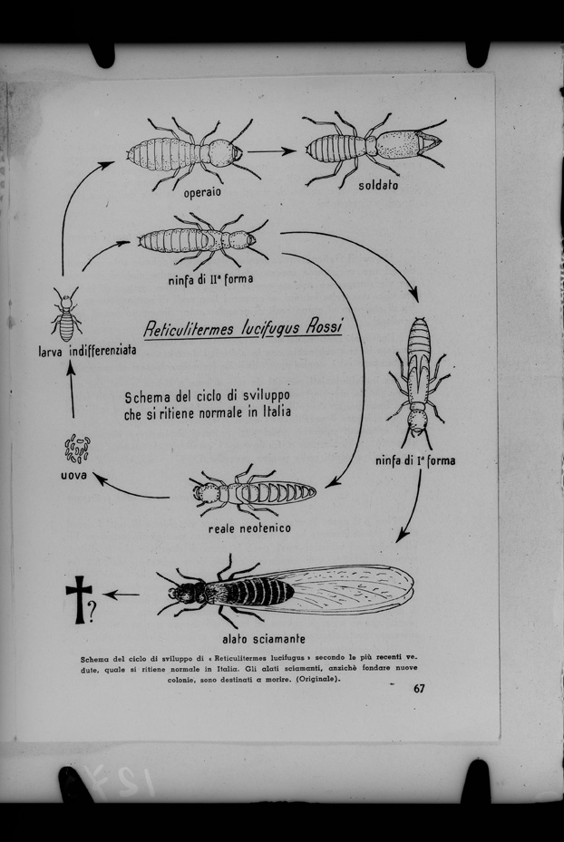 Illustrazione entomologica
ist_1273
