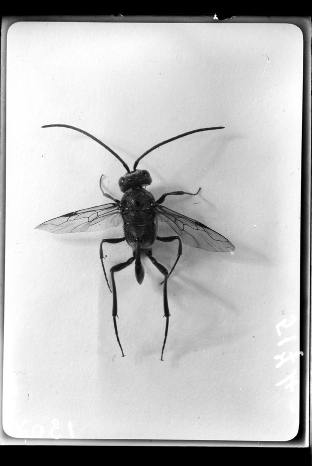 Roma, ICPAL, Laboratorio di biologia. Documentazione entomologica
ist_1307
Keywords: Ricerca e diagnostica