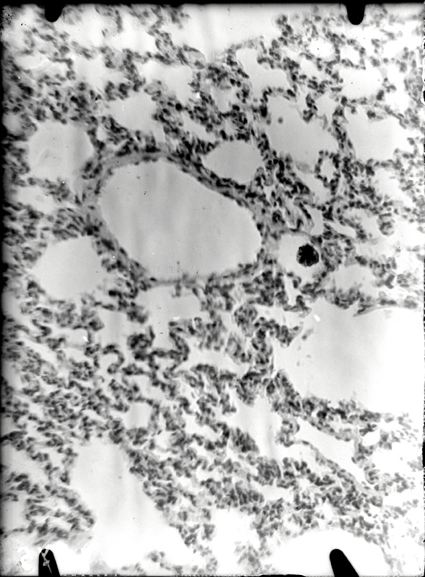 Roma, ICPAL, Laboratorio di tossicologia. Esperimenti
ist_1375
Keywords: Ricerca e diagnostica