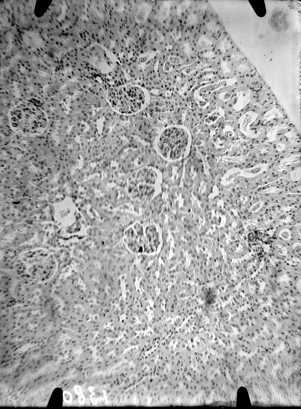 Roma, ICPAL, Laboratorio di tossicologia. Esperimenti
ist_1380
Keywords: Ricerca e diagnostica