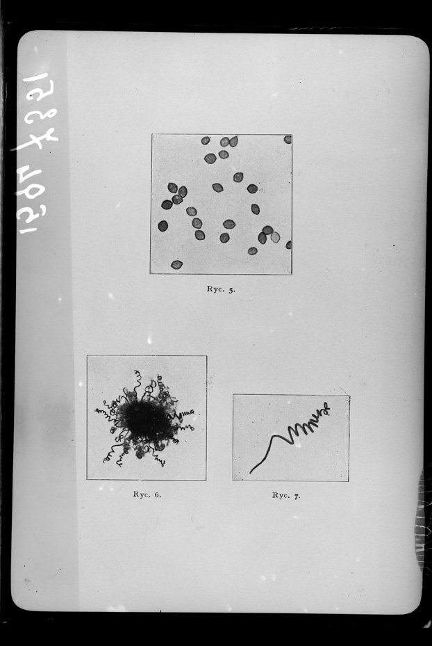 Microrganismi. Illustrazione scientifica
ist_1594
