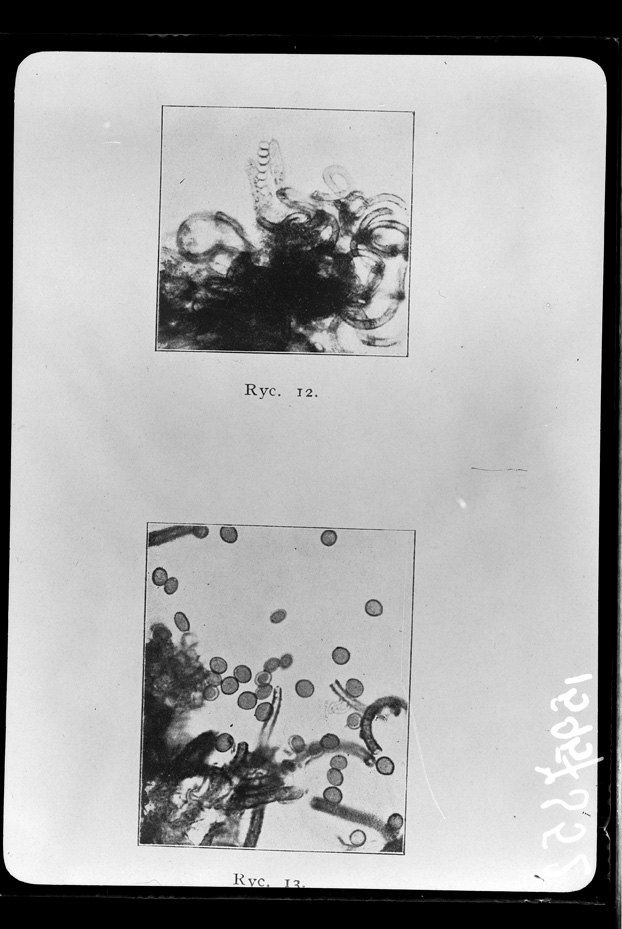 Microrganismi. Illustrazione scientifica
ist_1595
