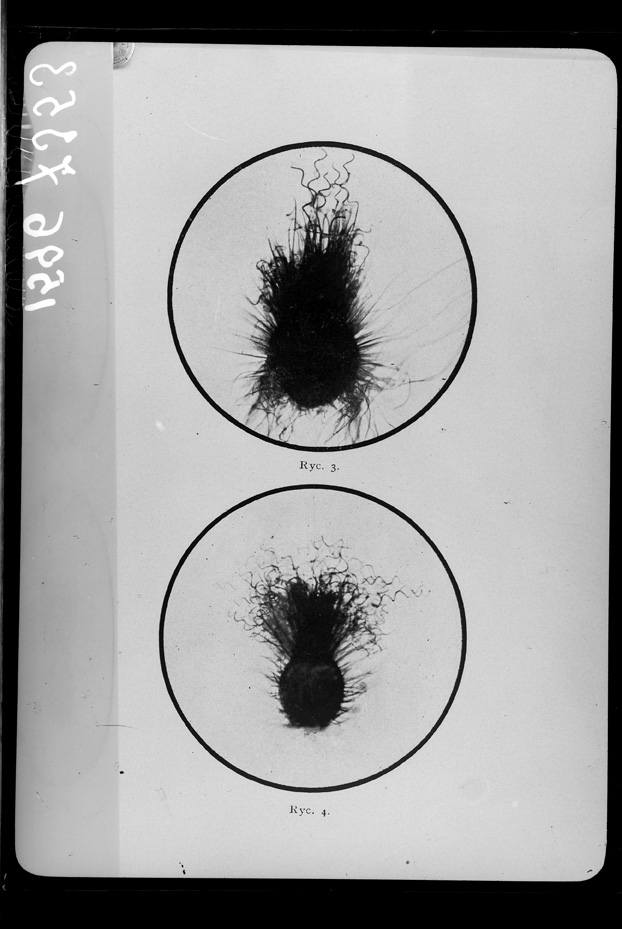 Microrganismi. Illustrazione scientifica
ist_1596
