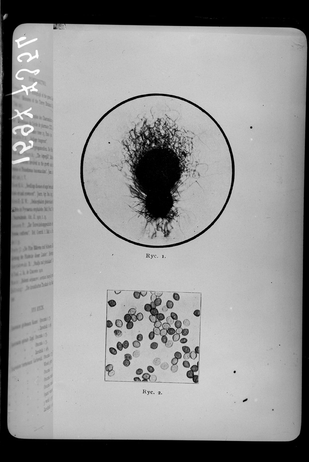 Microrganismi. Illustrazione scientifica
ist_1597
