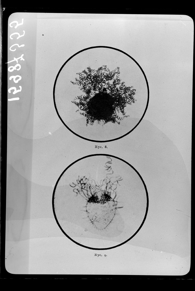 Microrganismi. Illustrazione scientifica
ist_1598
