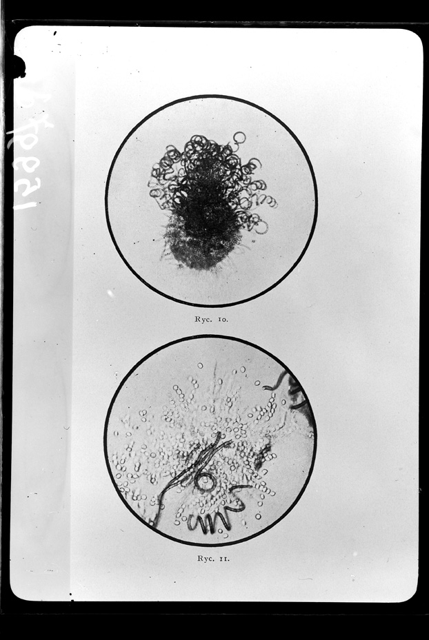 Microrganismi. Illustrazione scientifica
ist_1599
