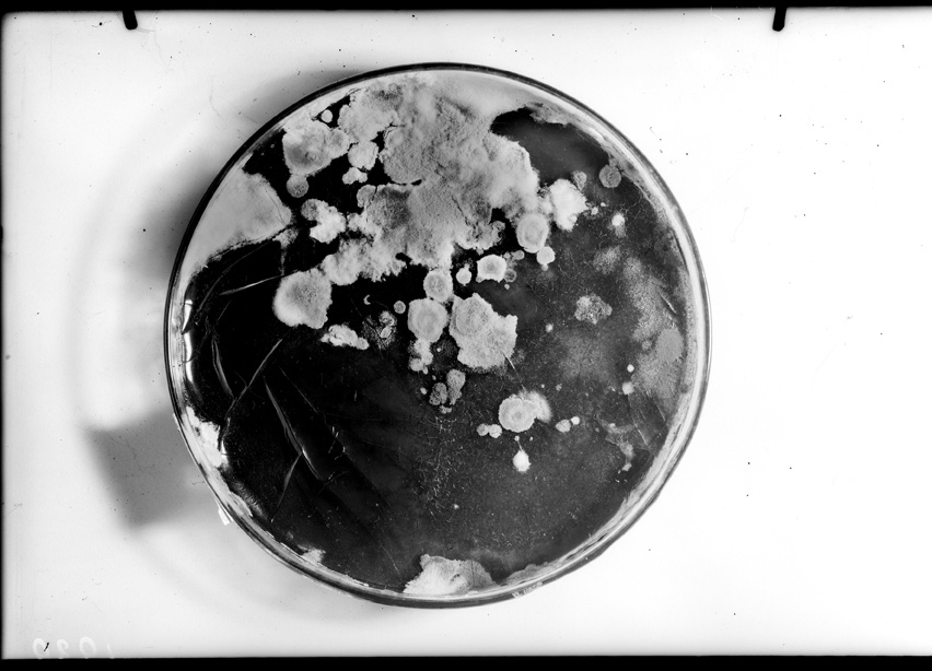 Roma, ICPAL, Laboratorio di microbiologia. Ricerca scientifica
ist_1939
Keywords: Ricerca e diagnostica