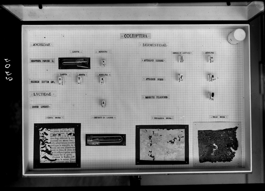 Roma, ICPAL, Laboratorio di biologia. Documentazione entomologica
ist_2404
Keywords: Ricerca e diagnostica