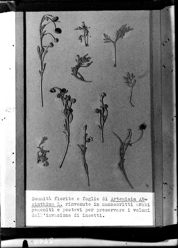 Campioni di Artemisia absinthium 
ist_2454
Keywords: Ricerca e diagnostica