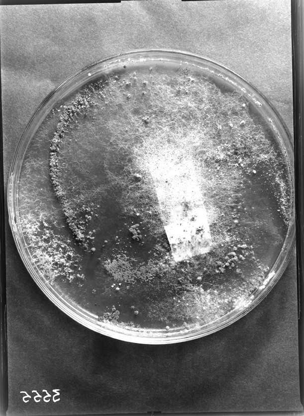 Roma, ICPAL, Laboratorio di microbiologia. Ricerca scientifica
ist_3555
Keywords: Ricerca e diagnostica