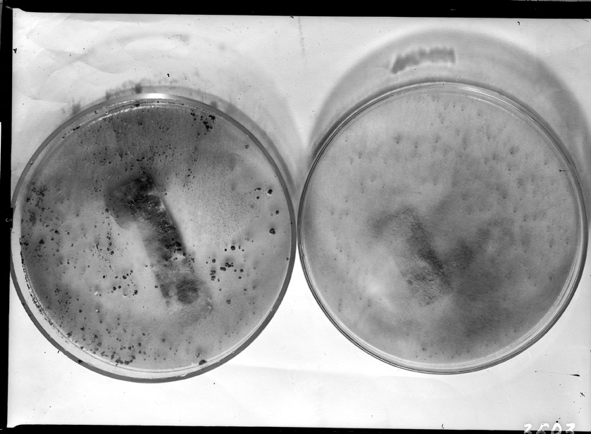 Roma, ICPAL, Laboratorio di microbiologia. Ricerca scientifica
ist_3593
Keywords: Ricerca e diagnostica