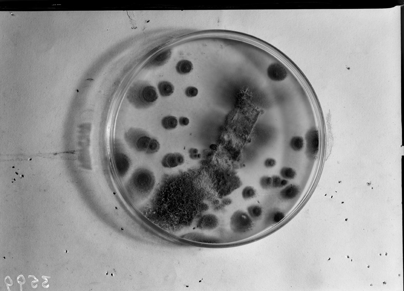 Roma, ICPAL, Laboratorio di microbiologia. Ricerca scientifica
ist_3599
Keywords: Ricerca e diagnostica