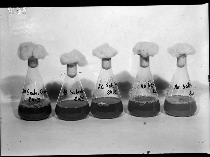 Roma, ICPAL, Laboratorio di microbiologia. Ricerca scientifica
ist_3618
Keywords: Ricerca e diagnostica