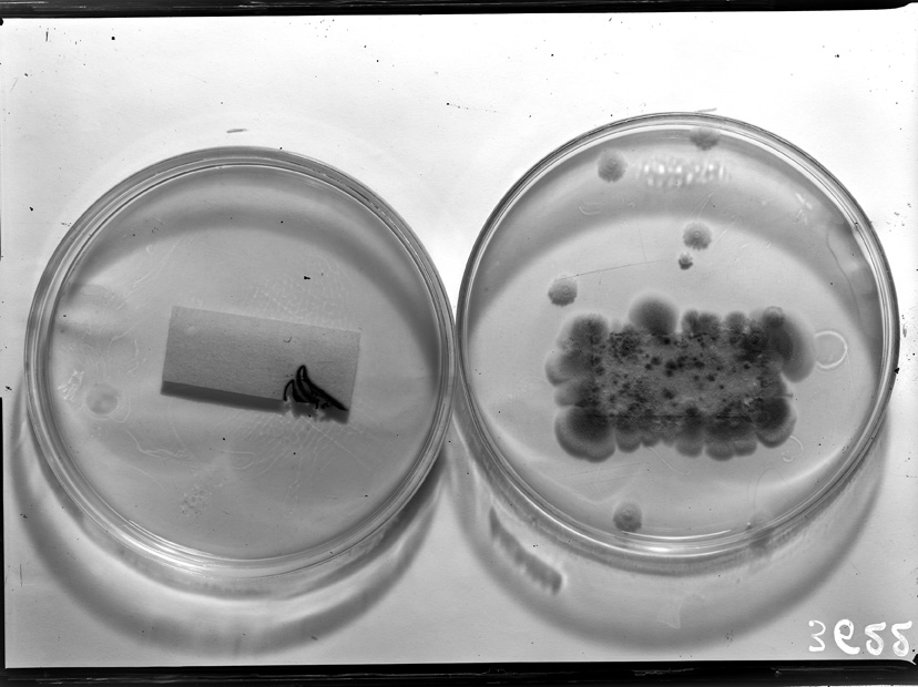 Roma, ICPAL, Laboratorio di microbiologia. Ricerca scientifica
ist_3622
Keywords: Ricerca e diagnostica