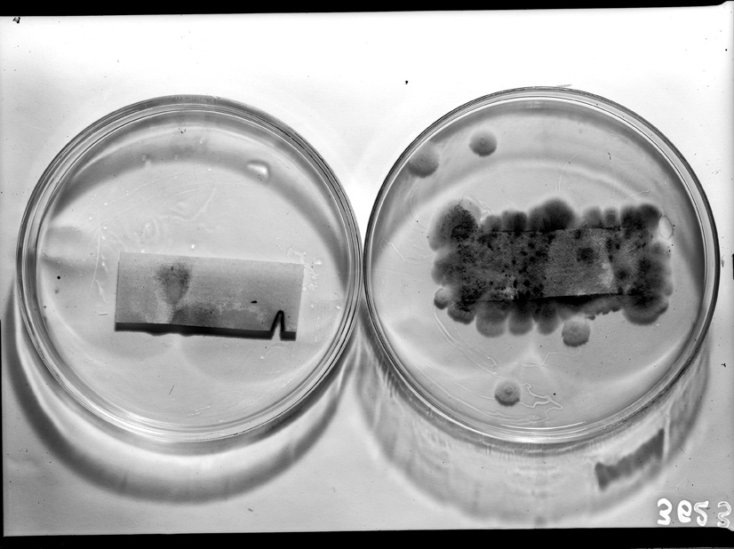 Roma, ICPAL, Laboratorio di microbiologia. Ricerca scientifica
ist_3623
Keywords: Ricerca e diagnostica