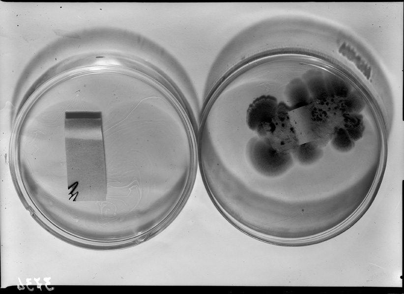 Roma, ICPAL, Laboratorio di microbiologia. Ricerca scientifica
ist_3734
Keywords: Ricerca e diagnostica