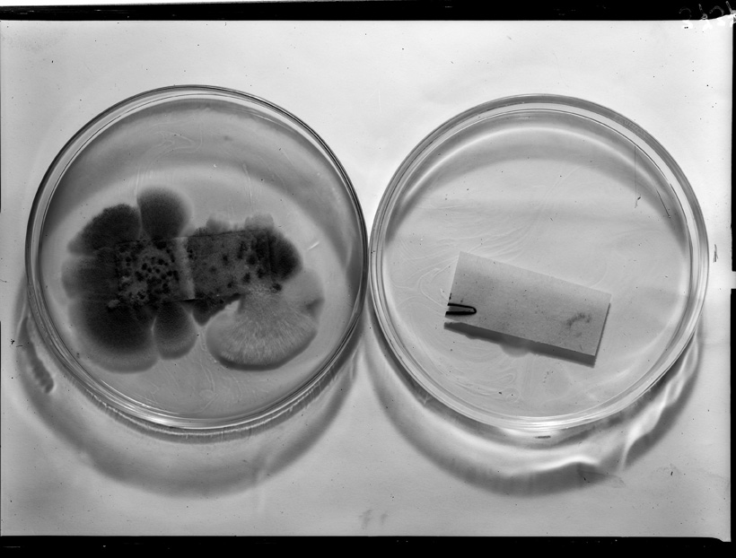 Roma, ICPAL, Laboratorio di microbiologia. Ricerca scientifica
ist_3737
Keywords: Ricerca e diagnostica