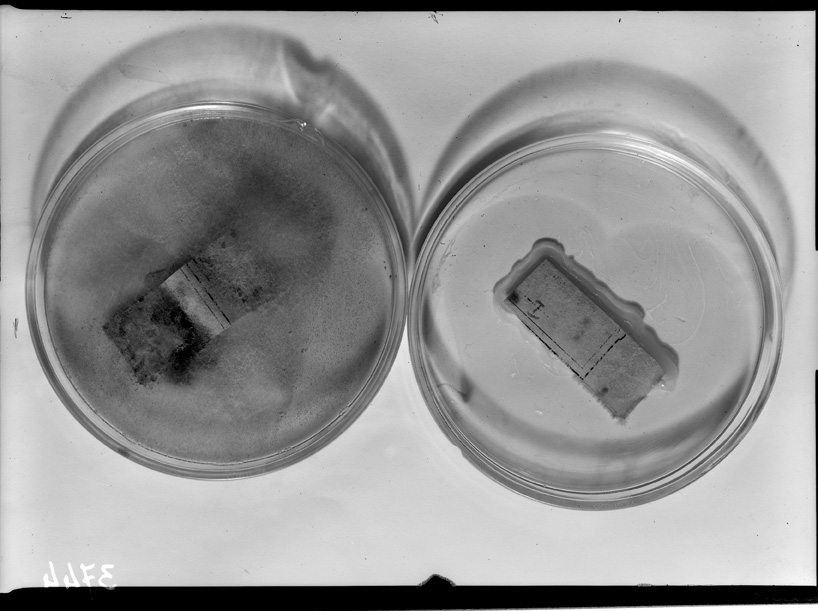 Roma, ICPAL, Laboratorio di microbiologia. Ricerca scientifica
ist_3744
Keywords: Ricerca e diagnostica