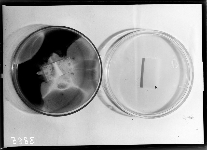 Roma, ICPAL, Laboratorio di microbiologia. Ricerca scientifica
ist_3885
Keywords: Ricerca e diagnostica