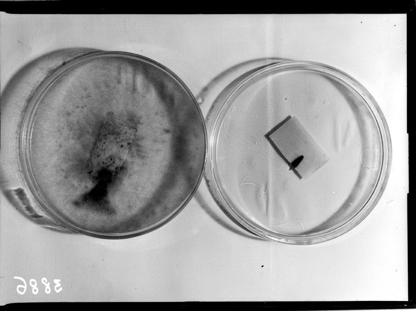 Roma, ICPAL, Laboratorio di microbiologia. Ricerca scientifica
ist_3886
Keywords: Ricerca e diagnostica