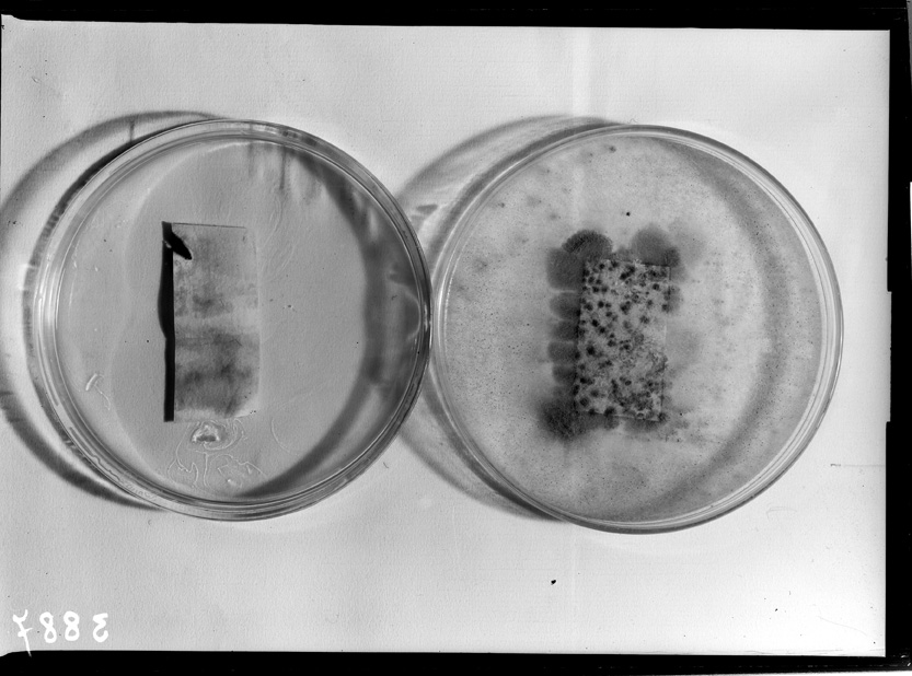 Roma, ICPAL, Laboratorio di microbiologia. Ricerca scientifica
ist_3887
Keywords: Ricerca e diagnostica