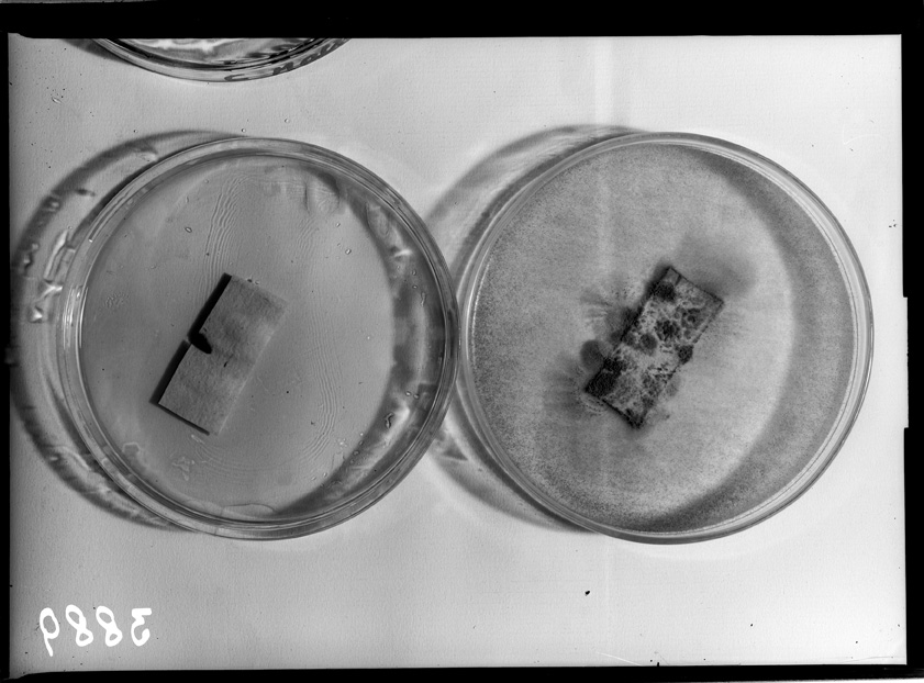 Roma, ICPAL, Laboratorio di microbiologia. Ricerca scientifica
ist_3889
Keywords: Ricerca e diagnostica