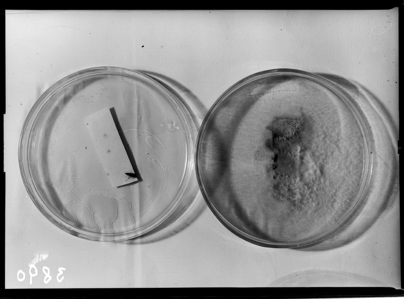 Roma, ICPAL, Laboratorio di microbiologia. Ricerca scientifica
ist_3890
Keywords: Ricerca e diagnostica