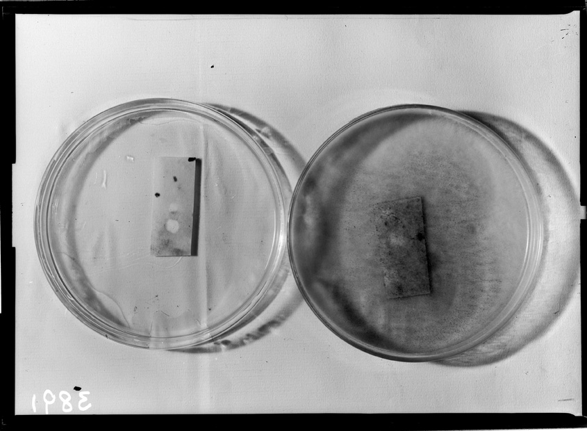 Roma, ICPAL, Laboratorio di microbiologia. Ricerca scientifica
ist_3891
Keywords: Ricerca e diagnostica