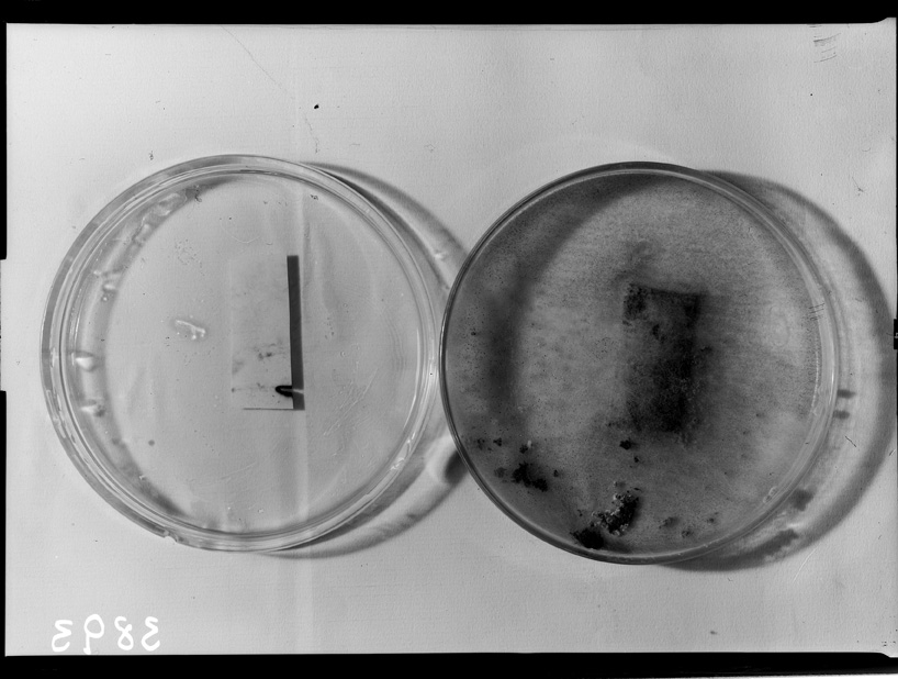 Roma, ICPAL, Laboratorio di microbiologia. Ricerca scientifica
ist_3893
Keywords: Ricerca e diagnostica